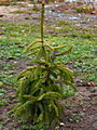 Picea abies Inversa Aurea IMG_1550 Świerk pospolity